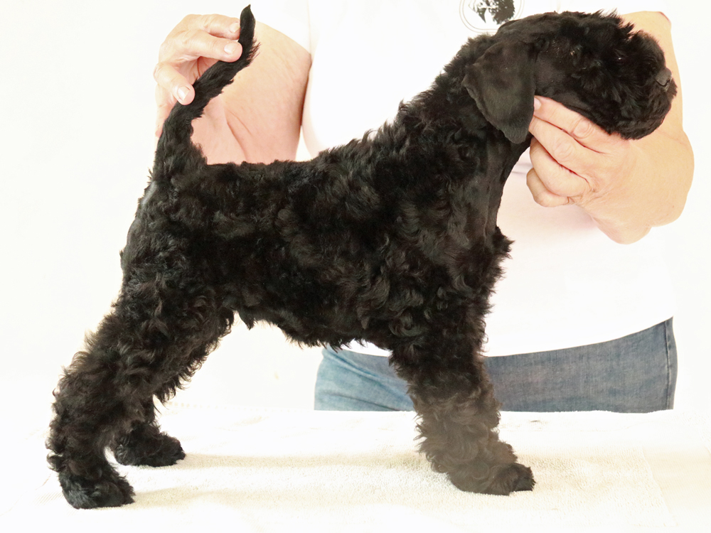 Puck Fair Local Hero 9v lu