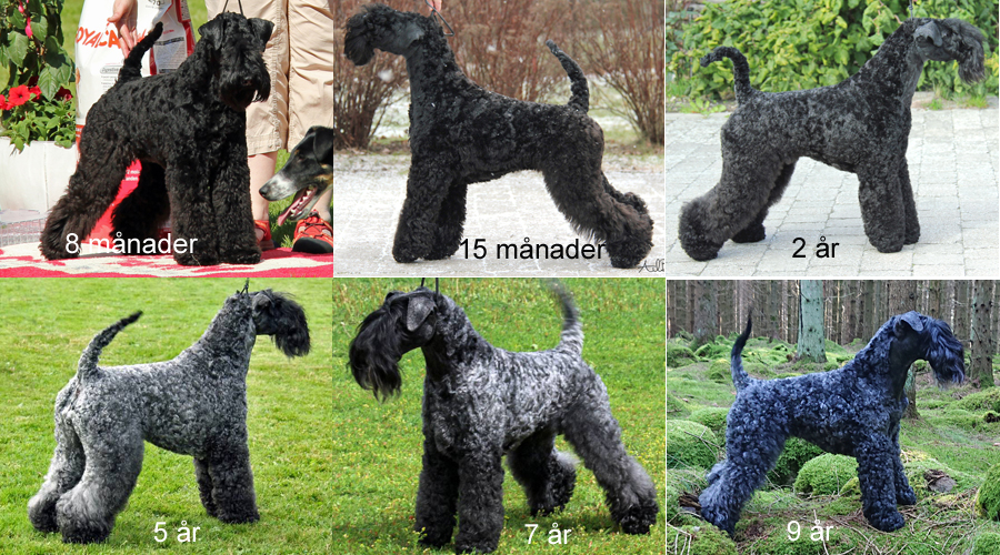 Agnes pälsfärger över år kollage