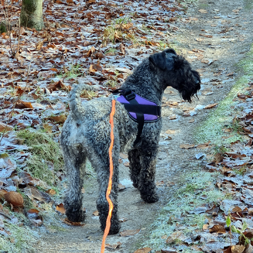 Sparkurs i sele 500x500px