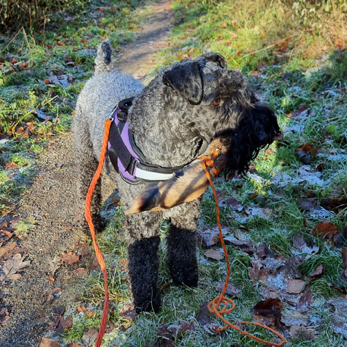 Sparkurs med klov 500x500px