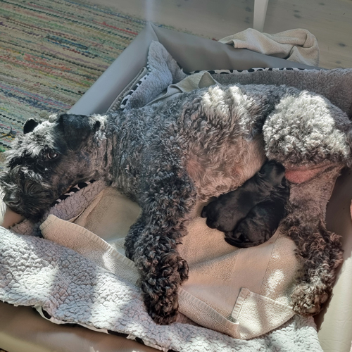 Marta med valpar 2024 04 07 lu