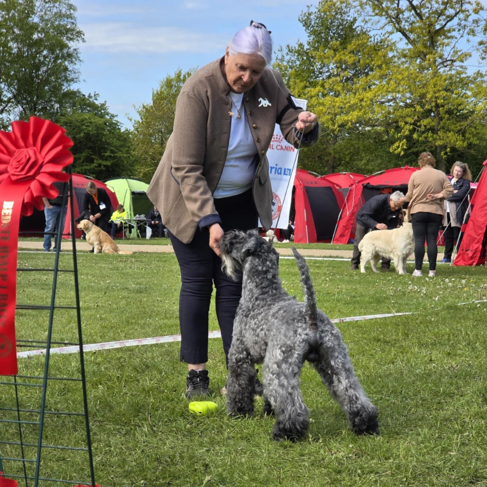 Zorro Roskilde 2025 05 11 700x700