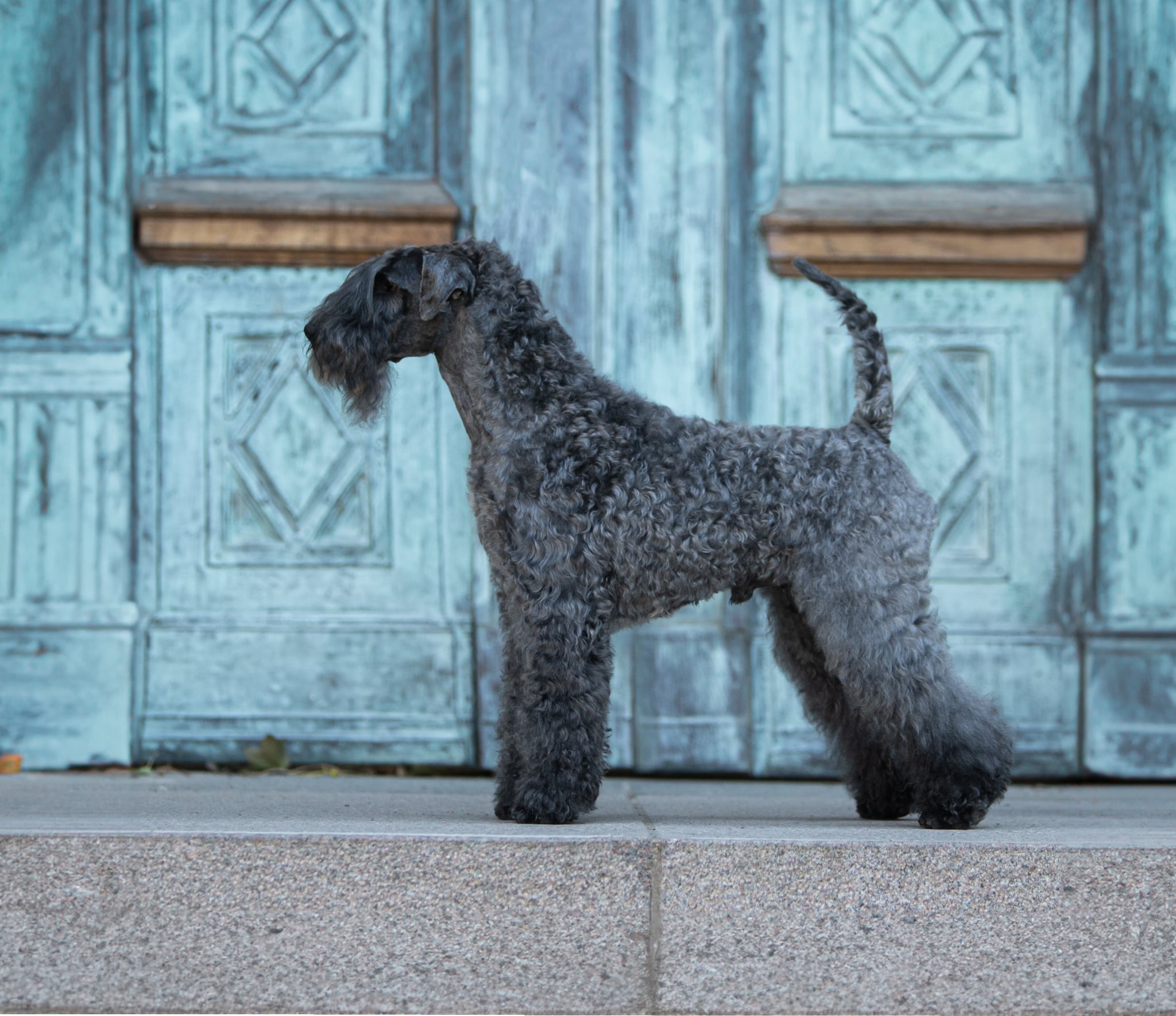 Almazkin Chelentano Adriano